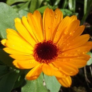 Calendula Green Cure