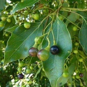 Camphor leaves Green Cure