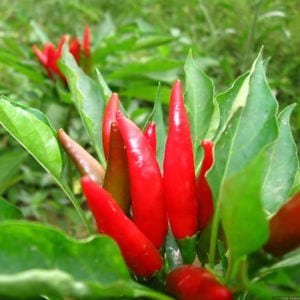 CAPSICUM Green Cure