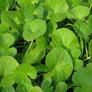 CENTELLA ASIATICA Green Cure